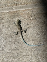 Aspidoscelis neomexicanus