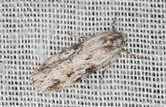 Stenoptena icmaea