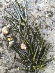 Codium tomentosum