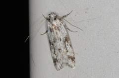 Stenoptena icmaea