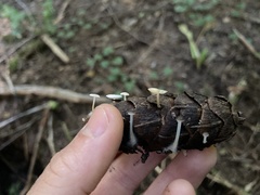 Strobilurus trullisatus