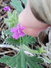 Glandularia tumidula