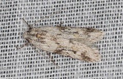 Stenoptena icmaea