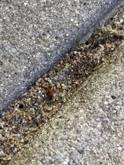 Pseudomethoca frigida