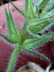 Glandularia tumidula