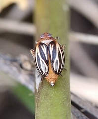 Phylloscelis atra