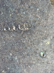 Mauligobius maderensis