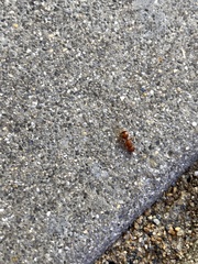 Pseudomethoca frigida