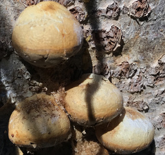 Cryptoporus volvatus