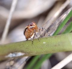 Phylloscelis atra