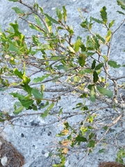 Quercus vaseyana