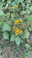 Verbesina occidentalis