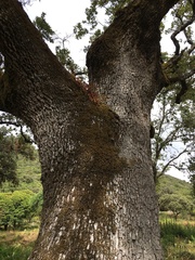 Quercus faginea