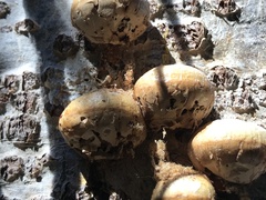 Cryptoporus volvatus