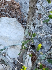 Quercus vaseyana