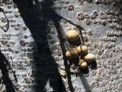 Cryptoporus volvatus