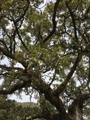Quercus faginea