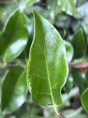 Ligustrum japonicum