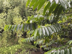 Cananga odorata