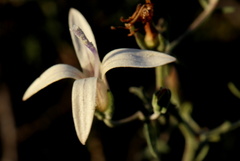 Wahlenbergia thunbergiana