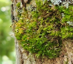 Amblystegium serpens