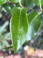 Ligustrum japonicum