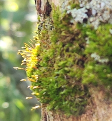 Amblystegium serpens