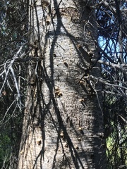 Cryptoporus volvatus