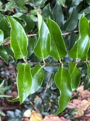 Ligustrum japonicum