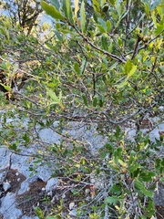 Quercus vaseyana