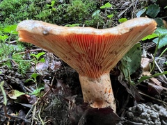 Lactarius salmonicolor