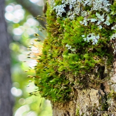 Amblystegium serpens