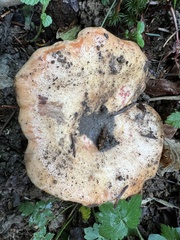 Lactarius salmonicolor