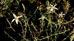 Wahlenbergia thunbergiana