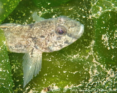 Gobius niger