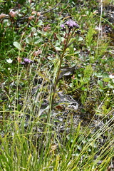 Saussurea parviflora