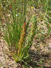 Disa bracteata
