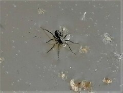 Acantholycosa lignaria