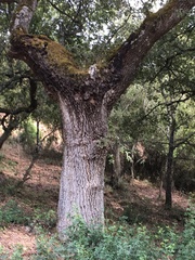 Quercus faginea