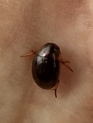 Tropisternus collaris