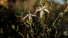 Wahlenbergia thunbergiana