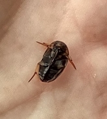 Tropisternus collaris