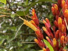 Sanchezia parvibracteata