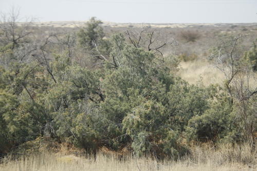 Wild Tamarisk