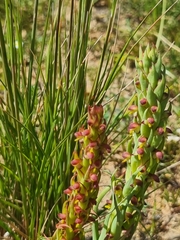 Disa bracteata