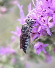 Synocoelioxys