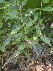 Diplocarpon rosae