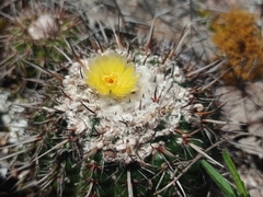 Parodia mammulosa