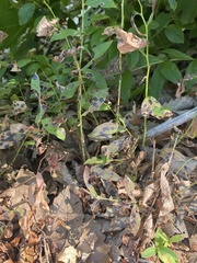 Diplocarpon rosae