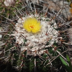 Parodia mammulosa